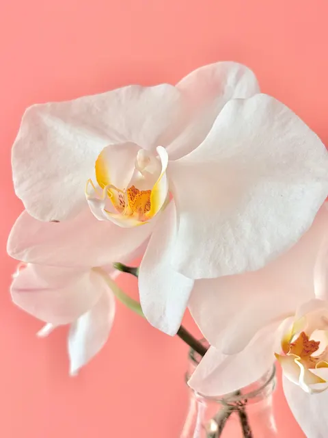 Soft Bloom Phone Wallpaper · aesthetic · 1440×1920