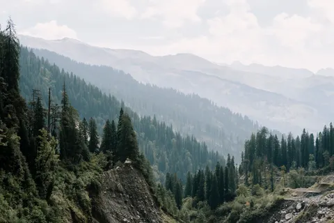 Pine Forest 4K Wallpaper · nature · 3840×2560
