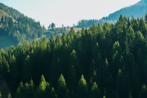Pine Forest 4K Wallpaper · nature · 3840×2560