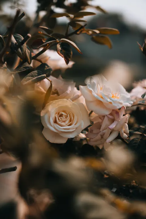 Soft Bloom Phone Wallpaper · aesthetic · 1440×2160
