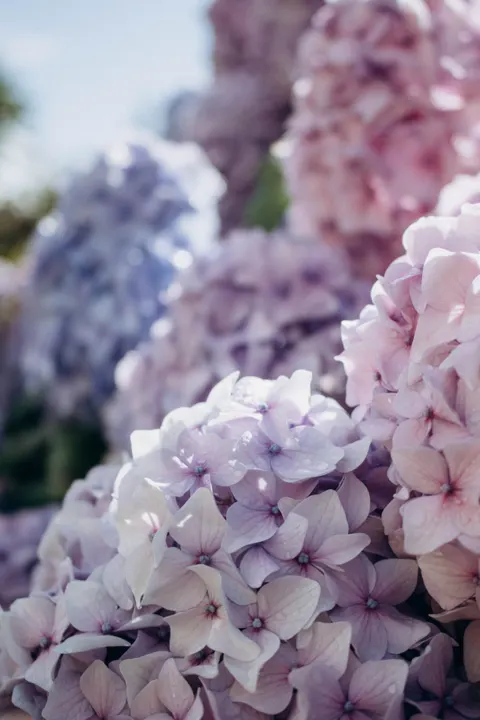 Soft Bloom Phone Wallpaper · aesthetic · 1440×2160