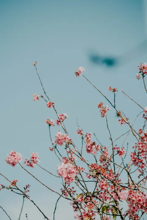 Soft Bloom Phone Wallpaper · aesthetic · 1440×2160