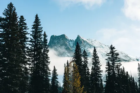 Pine Forest 4K Wallpaper · nature · 3840×2561