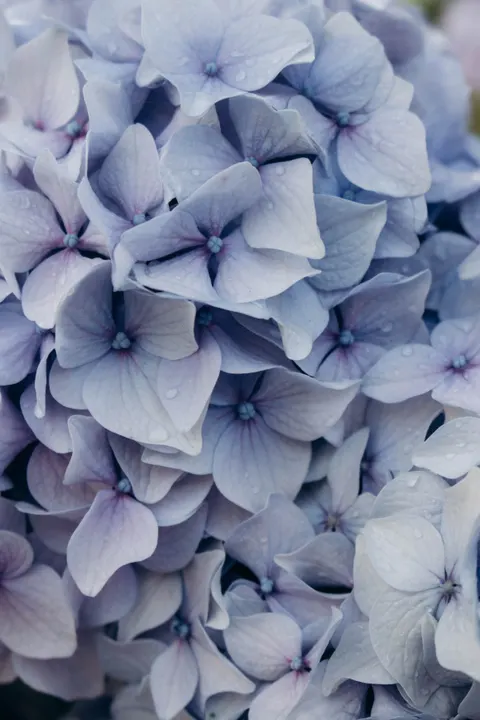 Soft Bloom Phone Wallpaper · aesthetic · 1440×2160