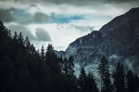 Pine Forest 4K Wallpaper · nature · 3840×2560