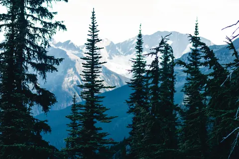 Pine Forest 4K Wallpaper · nature · 3840×2560