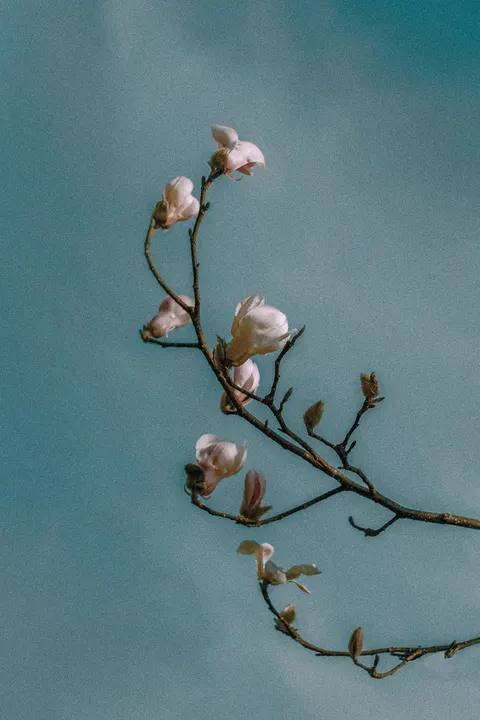 Soft Bloom Phone Wallpaper · aesthetic · 1440×2160