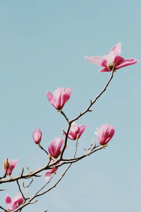 Soft Bloom Phone Wallpaper · aesthetic · 1440×2160
