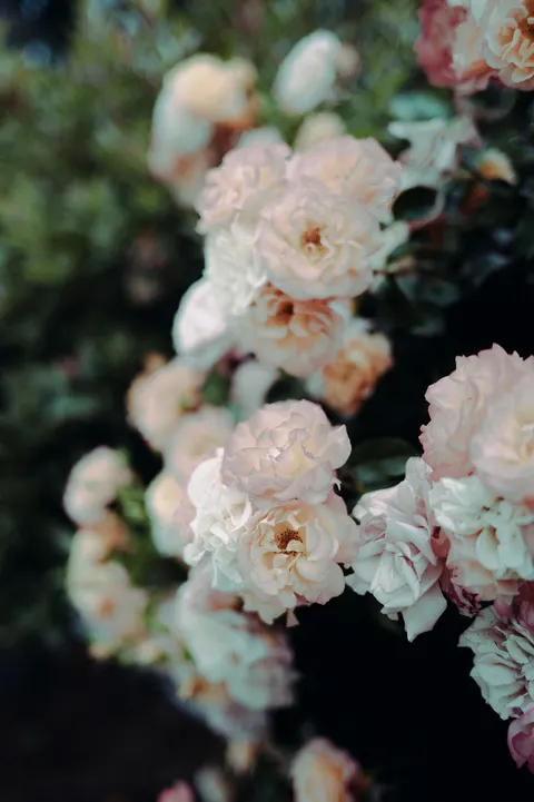 Soft Bloom Phone Wallpaper · aesthetic · 1440×2164