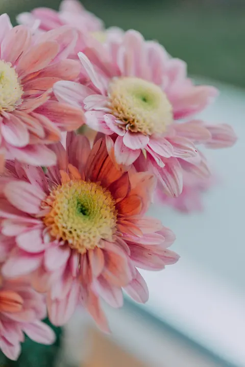 Soft Bloom Phone Wallpaper · aesthetic · 1440×2157