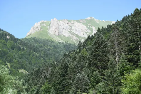 Pine Forest 4K Wallpaper · nature · 3840×2560