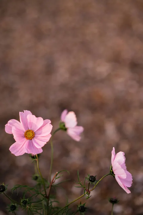 Soft Bloom Phone Wallpaper · aesthetic · 1440×2164