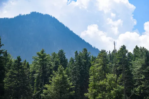 Kiefernwald 4K Hintergrundbild · nature · 3840×2560