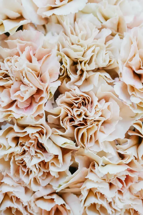 Soft Bloom Phone Wallpaper · aesthetic · 1440×2160