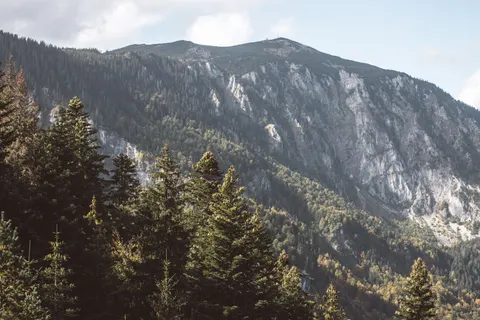 Pine Forest 4K Wallpaper · nature · 3840×2560