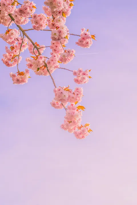 Soft Bloom Phone Wallpaper · aesthetic · 1440×2160