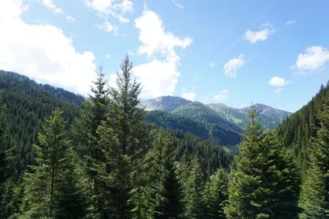 Pine Forest 4K Wallpaper · nature · 3840×2560