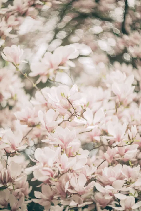 Soft Bloom Phone Wallpaper · aesthetic · 1440×2160