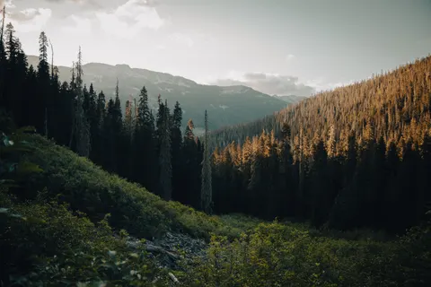 Tapeta Las sosnowy 4K · nature · 3840×2560