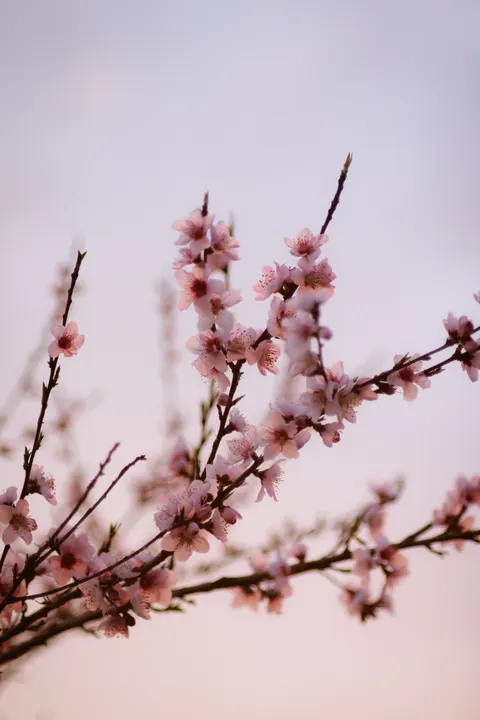 Soft Bloom Phone Wallpaper · aesthetic · 1440×2160