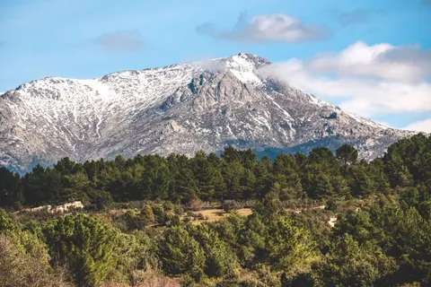Pine Forest 4K Wallpaper · nature · 3840×2560