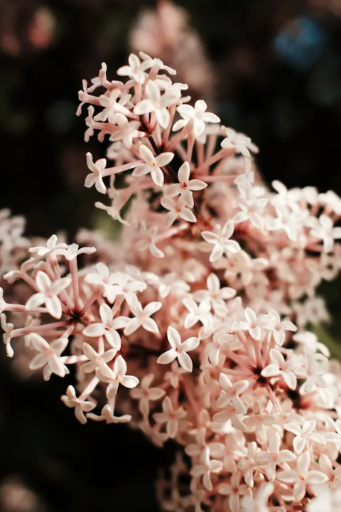 Soft Bloom Phone Wallpaper · aesthetic · 1440×2160