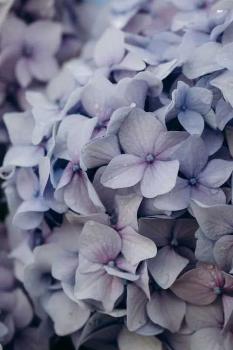 Soft Bloom Phone Wallpaper · aesthetic · 1440×2160