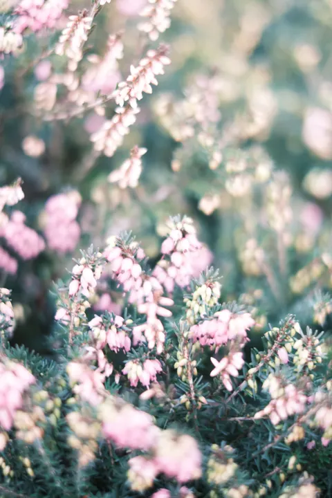 Soft Bloom Phone Wallpaper · aesthetic · 1440×2160