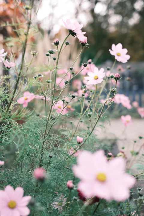 Soft Bloom Phone Wallpaper · aesthetic · 1440×2160