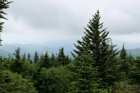 松樹林 4K桌布 · nature · 3840×2560
