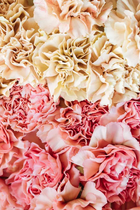 Soft Bloom Phone Wallpaper · aesthetic · 1440×2160