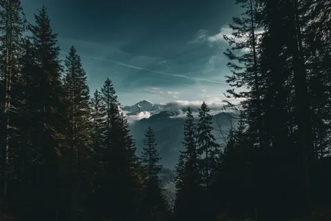 Pine Forest 4K Wallpaper · nature · 3840×2560