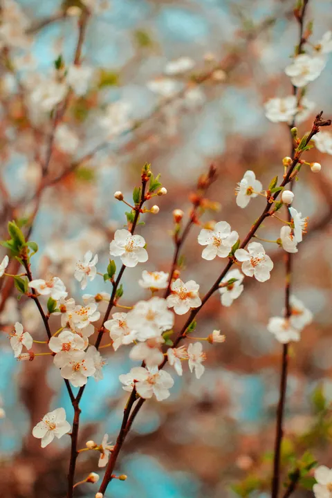 Soft Bloom Phone Wallpaper · aesthetic · 1440×2160