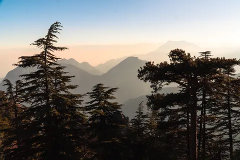 Pine Forest 4K Wallpaper · nature · 3840×2560