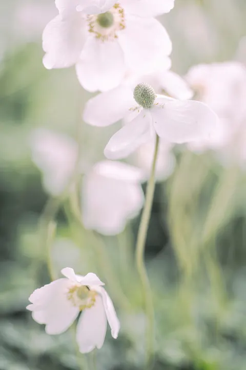 Soft Bloom Phone Wallpaper · aesthetic · 1440×2160