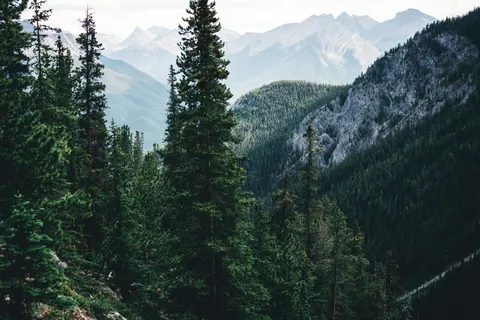 Pine Forest 4K Wallpaper · nature · 3840×2561