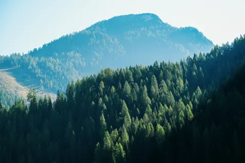 Pine Forest 4K Wallpaper · nature · 3840×2560