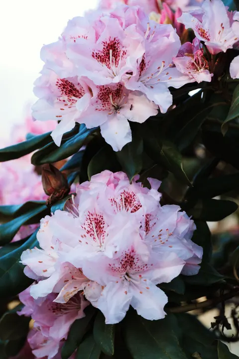 Soft Bloom Phone Wallpaper · aesthetic · 1440×2160