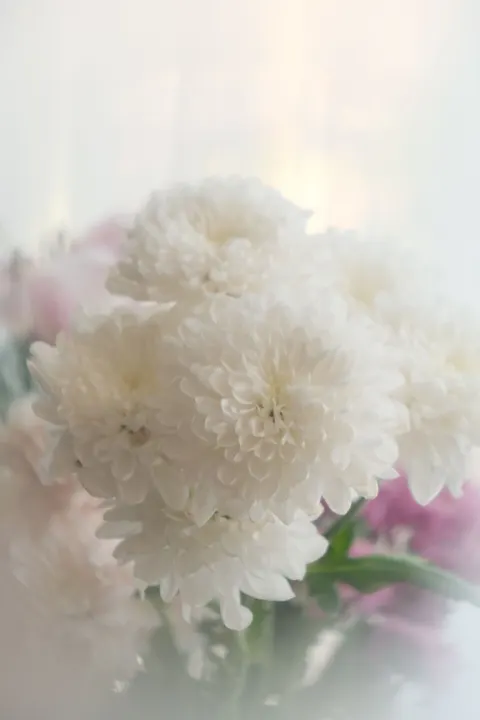 Soft Bloom Phone Wallpaper · aesthetic · 1440×2160