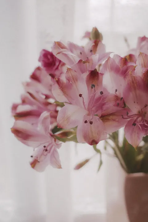 Soft Bloom Phone Wallpaper · aesthetic · 1440×2160