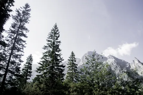 Pine Forest 4K Wallpaper · nature · 3840×2560
