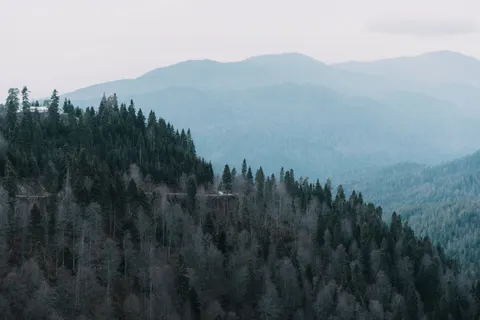 Pine Forest 4K Wallpaper · nature · 3840×2560