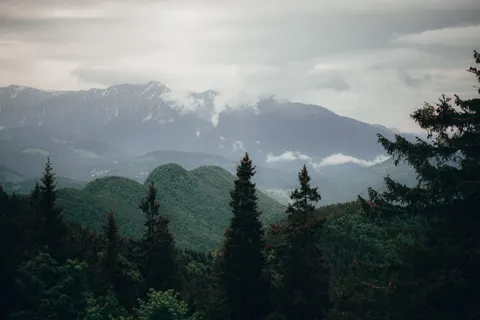Обои Сосновый лес 4K · nature · 3840×2560