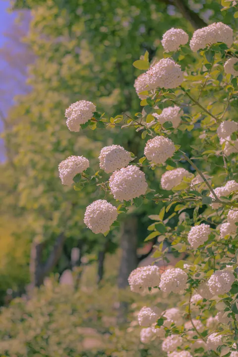 Soft Bloom Phone Wallpaper · aesthetic · 1440×2160