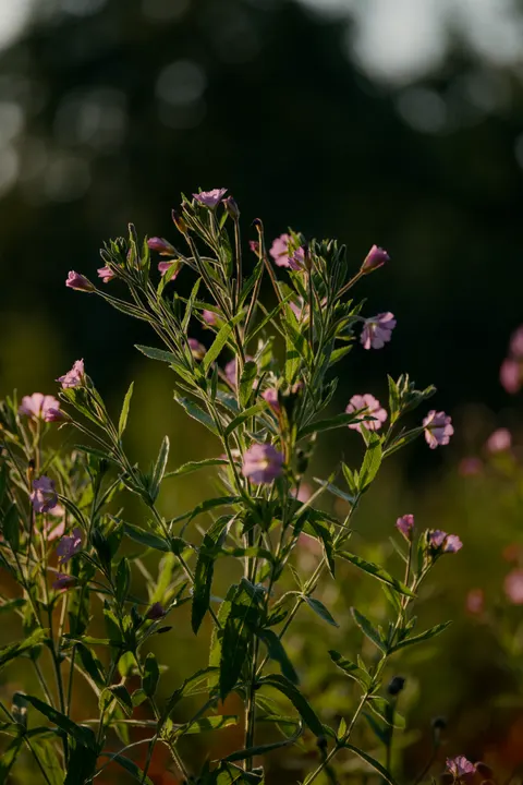 Soft Bloom Phone Wallpaper · aesthetic · 1440×2160