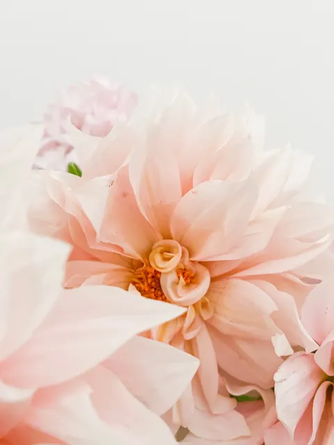 Soft Bloom Phone Wallpaper · aesthetic · 1440×1920