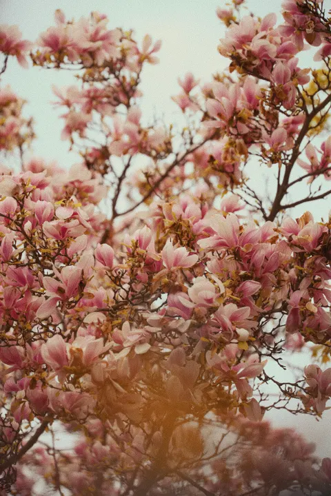 Soft Bloom Phone Wallpaper · aesthetic · 1440×2160