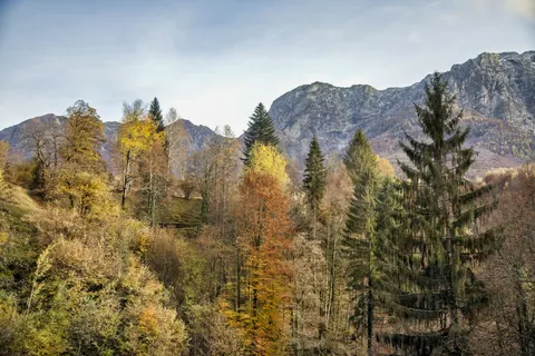 Pine Forest 4K Wallpaper · nature · 3840×2561