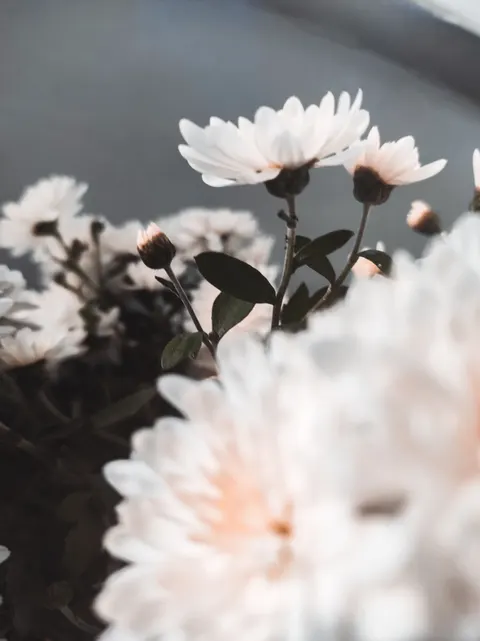 Soft Bloom Phone Wallpaper · aesthetic · 1440×1924