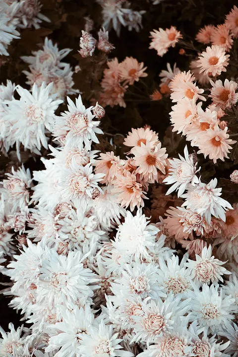 Soft Bloom Phone Wallpaper · aesthetic · 1440×2160